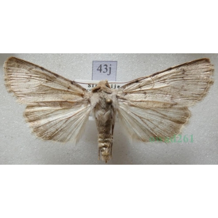 Epipsilia grisescens (Fabricius, 1794) female Slovenia43j